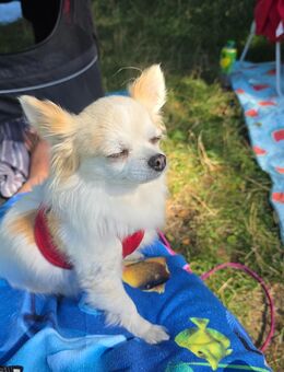 !!!! SUCHE !!!!!!! Chihuahua Mädchen ♡♡ - Joachimsthal