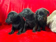 3 Doodle Welpen, Pudel x Ridgeback, Schwarz, Allergiker - Coburg