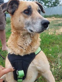 Janosch, sehr lieb und süß - Bonndorf (Schwarzwald)
