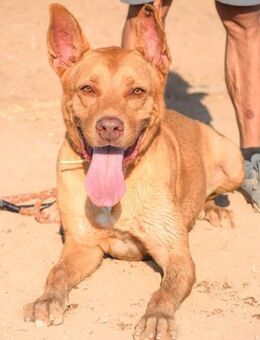 Argos wer zeigt ihm die große weite Welt - Laatzen