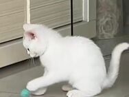💙 Bildhübsche BKH kitten abzugeben - Bergneustadt
