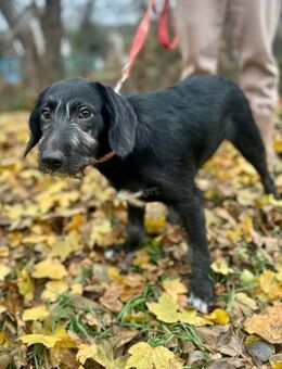 POLDI - einfach an Familie anschließen - Overath