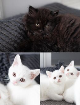 Britisch Kurzhaar Türkisch One Kater kitten sofort Abgabe bereit - Kempen Zentrum