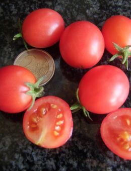 Whippersnapper - Hängetomate - Stuttgart