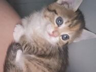 Babykatze sucht sich ein neues Zuhause - Potsdam