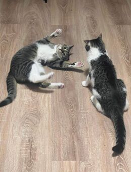 2 Europäische Kurzhaar Katzen abzugeben - Bonn Tannenbusch