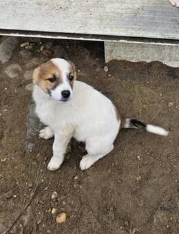 Roosevelt, jung, lebhaft und sooo süß - Bochum