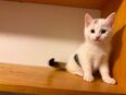 Kitten in 33142