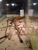 Bartagamen Jungtiere (Schlupftermin 22.09.) zu verkaufen in 75056