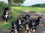 Wunderschöne jung Hunde zu verkaufen - Sinsheim Zentrum