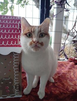 Matthew aus dem Tierschutz - Grevenbroich