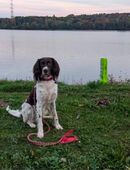 Deckrüde Kl. Münsterländer in 58239