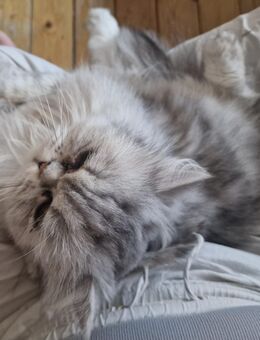 Zwei verschmuste Perserkatzen suchen gemeinsam ein liebevolles Zuhause – Nala & Simba - Bremen
