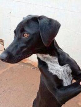 LUCY - Sonnenschein auf vier Pfoten! - Sulzbach-Laufen