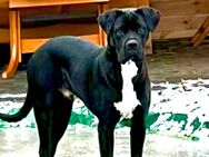 Cane Corso Reinrassig ist bereit zum Decken, Deckrüde - Arnstein (Sachsen-Anhalt)