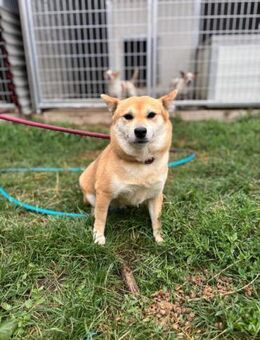Kira PP sensible Shiba Inu-Dame - Neustadt (Rübenberge)