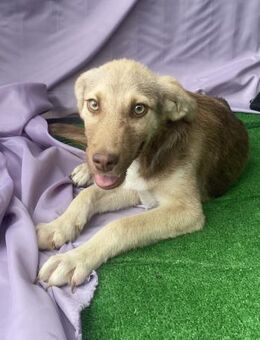 Keks - freundlich und aufgeweckt - Westerholt