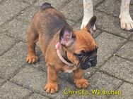 Französiche Bulldoggen - Calbe (Saale)