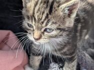 Katzen Babys - Kleve (Nordrhein-Westfalen)