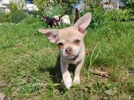 Reinrassiger Chihuahua Welpe - Nürnberg