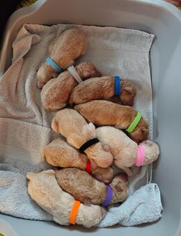 Königspudel Pudel Standardpudel weiß apricot braun Hund Haus Tier - Neukirchen (Hessen)