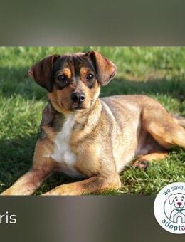 Boris -sportlicher & aktiver junger Rüde - Kirchzell