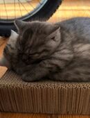 Vier schöne Britisch-Kurzhaar Kätzchen suchen ein neues Zuhause in 12557