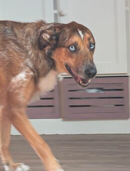 Malinois Mix sucht besonders zu Hause - Bendorf (Rheinland-Pfalz)