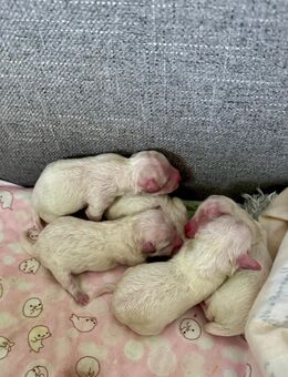reinrassige Bichon Frise Welpen Ahnentafel & Starterpaket - Papenburg