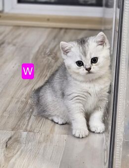 1 BKH Kätzchen frei - Spelle