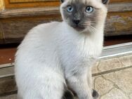 Kitten Russisch Blau-Siam-Mix (3 Monate) - Berlin