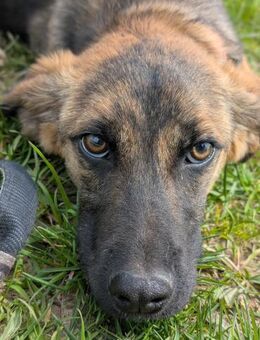 MAKRO - lebensfroh, sanft, verspielt - Linden (Hessen)