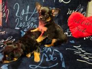 Verkaufe: 2 Chihuahua Weibchen Langaar - Berlin