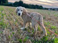 Golden Retriever Welpen - Brand