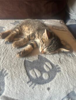 Verkaufe Katzen - Augsburg