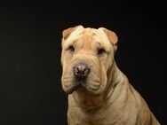 Deckrüde REINRASSIGER Shar-Pei - Hannover