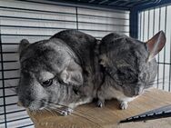 Chinchillas abzugeben - Durlangen