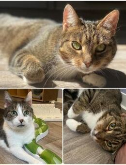 Alina und Mania,2 ruhige Schmusekatzen - Bernau (Berlin)