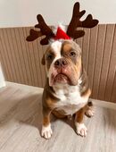 Old englisch Bulldog in 99090