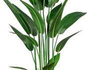 Künstliche Zimmerpflanze Wassercanna Wassercanna, Creativ green, Höhe 140 cm