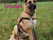 Estrella1 bildhübsche Schäferhündin 5/21 - Ruppertsecken