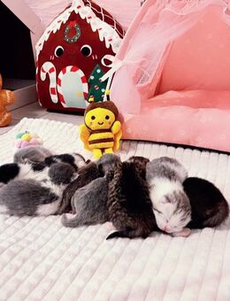 Zuckersüße Bkh Kitten - Köln