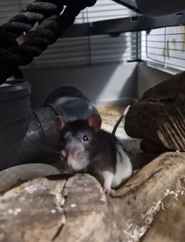 2 Rattenböcke - Lübtheen