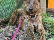 Bellinha sucht ihre Familie - Bochum