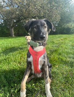 Bellino sucht ein zu Hause - Fließem