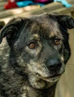 PRESTON-SI, Kaukase sucht Kekskäufer! - Neustadt (Rübenberge)