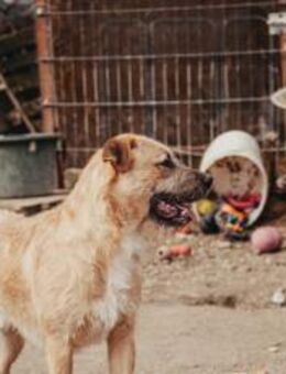 Neville sucht ein aktives Zuhause - München