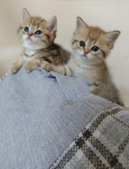BKH Kitten - Frankfurt (Main)