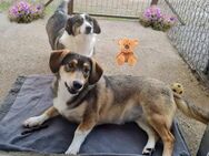 Mia und Emmi wollen nicht getrennt werde - Schwalmtal (Nordrhein-Westfalen)