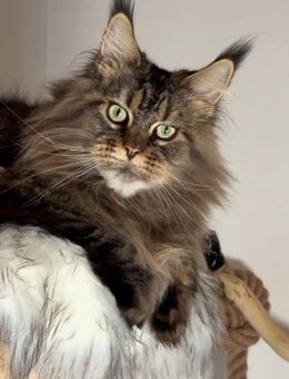 Maine Coon Katze - Barßel